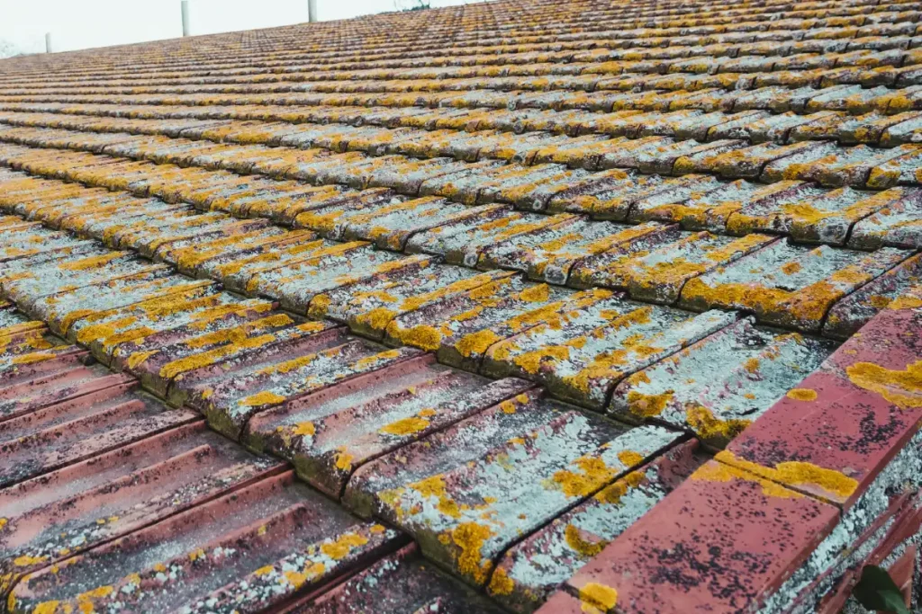 yellow-moss-adhering-to-a-clay-